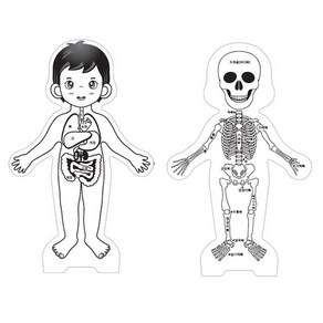 인체 내부구조 그리기 풍선(인체골격과 내장기관)-ZSB