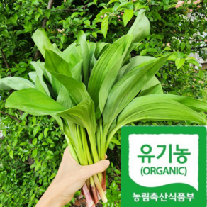[오대산골짜기] 1년기다린 진귀한 오대산종 산마늘, 500g, 1박스