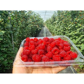 [꼬미농산] 25년 햇 산딸기 국내산 산지직송 당일수확 탱글탱글 250g, 3개, 생산딸기 250g