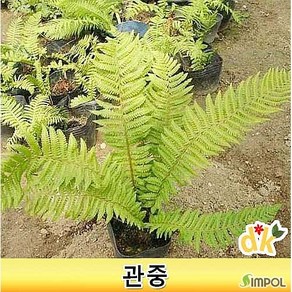 관중 고사리 5치포트