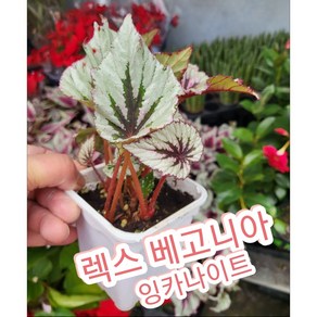 렉스베고니아-잉카나이트/ 아름답고 화려한 꽃으로 실내에서 연중 꽃이 피는, 1개