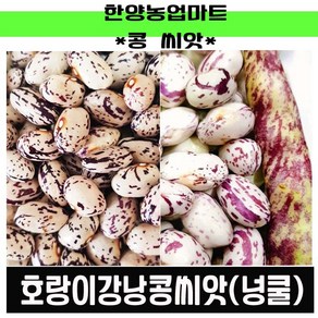 호랑이콩 30g 콩씨앗, 1개