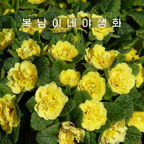 발레리나앵초 버터컵 옐로우 [1포트 복남이네야생화 모종 앵초 프리뮬라 primula]