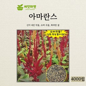 AR 아마란스 씨앗 꽃 씨앗 4000립, 1개