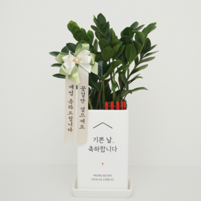 [리본세트] 축하전용화분 승진축하 개업축하 영전 금전수 스투키 선물 화환, 중형, 금전수(돈나무)