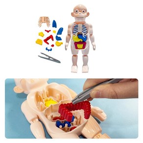 학습교구 장기위치 맞게넣기 인체모형교구 해부완구