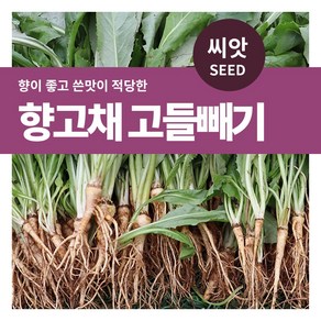 마이플랜트 향고채 고들빼기 채소 씨앗 3000립, 1개