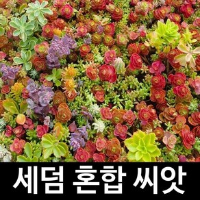 혼합 세덤 씨앗 다육 종자 리톱스 기린초 다육이 50알