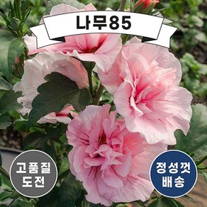 (나무85) 겹꽃 쉬폰무궁화 P11, 2. 겹꽃무궁화 (화이트쉬폰) P11 포트, 1개