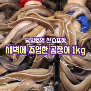 [산지직송] 국내산 자연산 부산 통영 거제 새벽조업한 생물 곰장어 1kg 10~13미. 1kg 18~20미 양념소스 증정 1박스, 부산 통영 새벽조업한 생물 곰장어 1kg 18~20미