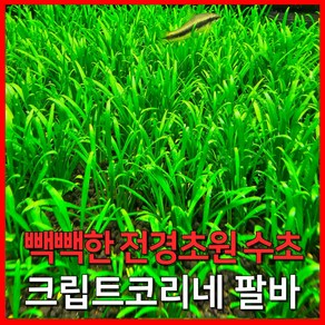 [수초농부] 크립토코리네 팔바 전경초원 수초