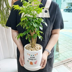 [메세지화분] 녹보수 지름15cm 화이트화분 네잎클로버 세트 - 개업화분 승진화분 집들이선물 영전 생일선물 축하화분 커스텀 화분문구 서비스, 4) 자유문구, 1개