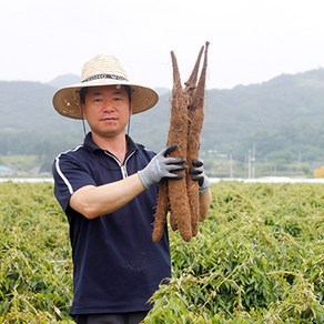 [필창농산] 산지직송 24년 안동 햇 장마 참마 산마 햇마 생마 [초실속] [알뜰/실속형] [단특품] [상품] [특품] 2kg 3kg 5kg 9kg, 1개, 장마 [상품] 9kg