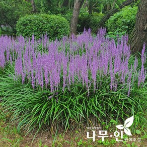 [나무인] 맥문동 묘목 100주, 100개