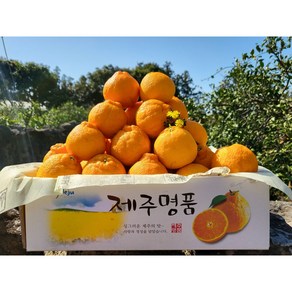 고당도 제주 한라봉 산지직송 가정용 선물용 로얄과 노지 2kg 3kg 5kg 10kg, 1개