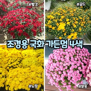 조경용 국화(7치 화분)가든멈 4색/ 가을 조경용식물 / 노지월동 / 가을야생화