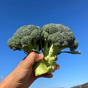 국내산 제주 햇 브로콜리, 1개, 브로콜리8kg