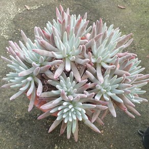 [수암다육] 에듈리스 랜덤발송 Dudleya edulis 랜덤발송 다육 다육이 다육식물 120 애듈리스, 1개