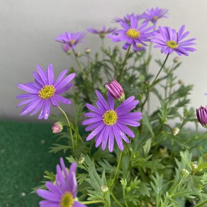 [다온야생화] N3859 사계소국 (보라) (9cm) [랜덤], 1개