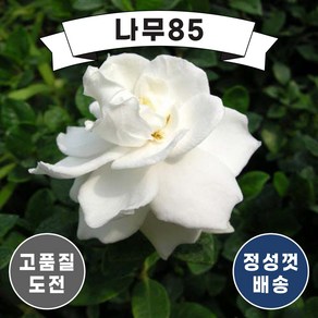 (나무85) 꽃치자 5치 포트, 1개