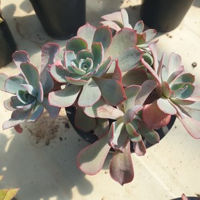 [수암다육] 아미스타 랜덤발송 Echeveria 'Amistar' 랜덤발송 다육 다육이 다육식물 588