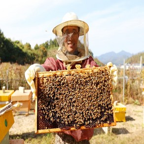 1년에 한번 생꿀 그대로! 100% 국내산 천연벌꿀 진짜꿀 그로스