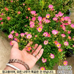 같이가이농원 분홍찔레장미 (근상묘)특수목 개화주 한정판매