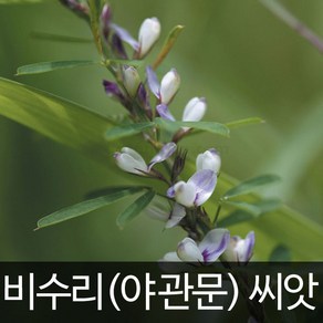 비수리 씨앗 야관문 종자 비수리씨 야관문씨 20g, 1개