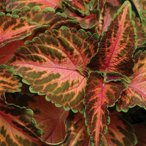 콜레우스 위자드 시리즈 컬러선택 (꽃씨앗/10립) Coleus Wizad, 1개