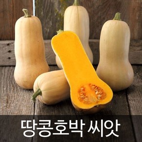 땅콩호박 씨앗 호박 씨앗 호박씨 종자 채소 씨앗10알, 1개