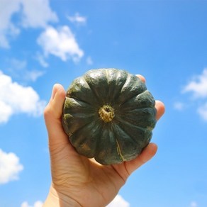 미니밤호박 2kg 국산 보우짱 미니 밤 단호박 진맛깔