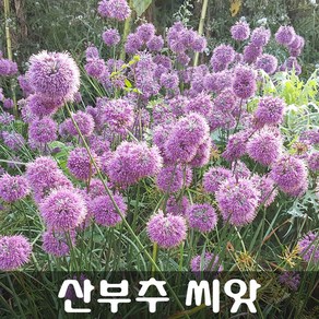 [해피플라워] 야생화 산부추 씨앗 100립 / 봄 여름 가을 파종 꽃씨, 1개