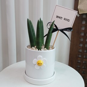 스투키 스마일꽃 화이트화분 30cm- 개업화분 집들이선물 승진화분 화분문구 리본 서비스, 리본화환, 1개