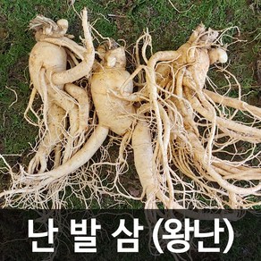 청명네이처 금산인삼 수삼(난발삼) 왕난(375g) (3~4뿌리), 1개, 375g