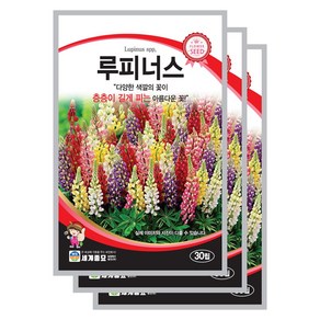 루피너스 씨앗 30립 꽃씨앗 세계종묘 모칸도, 3개