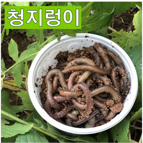 산지렁이 청지렁이 장어 낚시용미끼 살아있는 지렁이