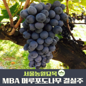 서울농원묘목/MBA 슈퍼머루 포도나무 3년생 분묘 결실주, 1개