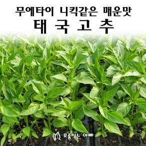 [모종심는아빠] 무에타이의 니킥같은 강렬한 매운맛 태국고추 모종, 12개