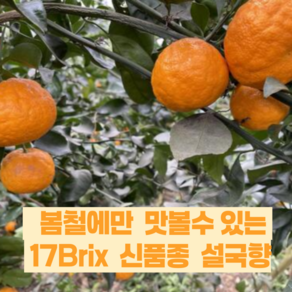 헬시팜 제주 신품종 설국향 신비향 수라향 아스미 아스키 산지직송, 1박스, 1kg