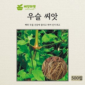 아람종묘 우슬 쇠무릎 씨앗 500립, 1개