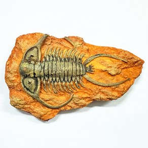 삼엽충 표본화석(중형) tilobite fossil