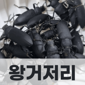 밀웜나라 슈퍼밀웜 성충(아메리카왕거저리)