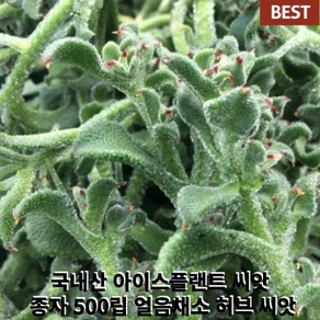 [국내산/국산] 당뇨 때려 잡는 아이스플랜트 씨앗 종자 500립 얼음채소 허브 씨앗, 1개, 10g