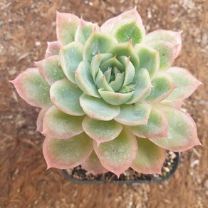 [수암다육] 트윙클스타 랜덤발송 Echeveria 'Twinkle Star' 랜덤발송 다육 다육이 다육식물 143