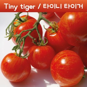 타이니 타이거 Tiny Tige 희귀 난쟁이 앉은뱅이 토마토 수경재배 토마토 교육용 체험용키우기 세트, 1개