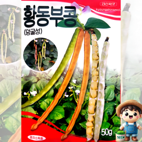 황동부콩 50g 덩굴성 동부 밥콩 떡 채소 씨앗 종자 경신 모든