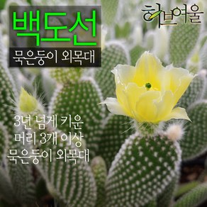 [허브여울선인장] 백도선 묵은둥이 외목대 (토끼선인장) 지름 9cm 소품다육화분