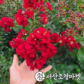 배롱나무 묘목 다이너마이트 다간형 개화주 백일홍 묘목 서산조경마켓, 1개