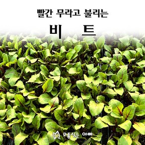 [모종심는아빠] 빨간 무라고 불리는 비트 모종 105구, 35개
