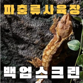 주스터디 극사실 파충류 크레편해 백업스크린, 맹글로브, 1개, 내츄럴